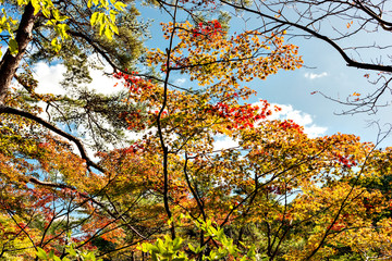 View of forest park in Kobe in early autumn