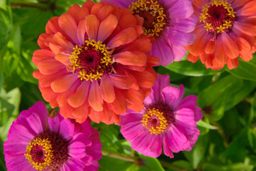 Pink and red zinnia flowers (Zinnia elegans ) top view - obrazy, fototapety, plakaty