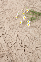 daisies on the texture of dry ground