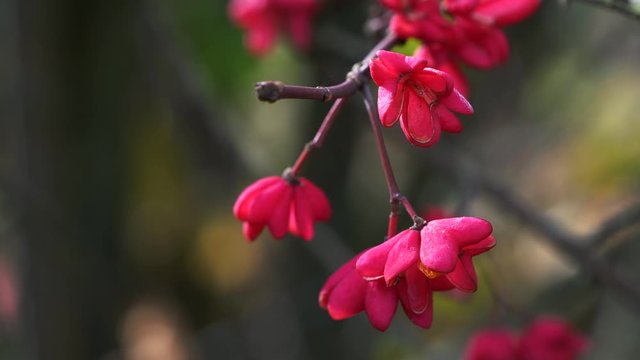 Spindle Tree, Red Cascade (Euonymus europaeus), autumn flowers - (4K)