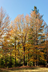 Fototapeta premium View of forest park in Kobe in early autumn