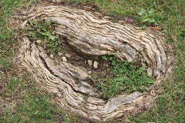 Fototapeta na wymiar trunk of a tree