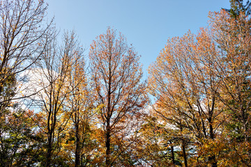 View of forest park in Kobe in early autumn