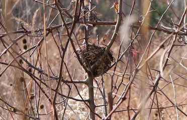 nest in fall