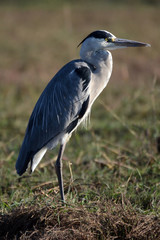 A grey egret at the edge of the Chobe River in Botswana. 