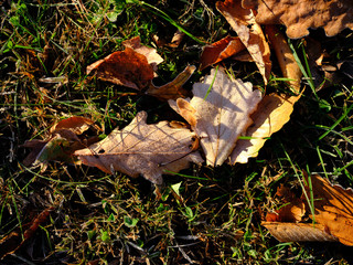 Colorful autumn leaves covered in frost after falling from nearby trees in early morning light