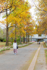 並木道　紅葉　女性モデル