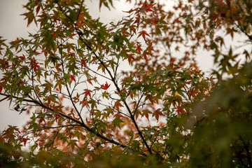 モミジ　紅葉　秋　風情