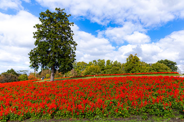 サルビア　丘　一本の木　