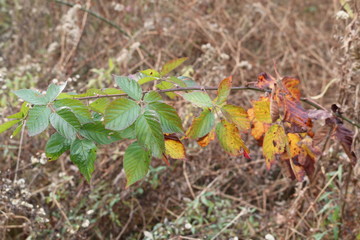 Decay of Colors