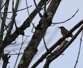 Rustic Robin