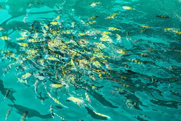 Fototapeta na wymiar A flock of fish in sea water. A lot of colorful fish on the background of the sea, front focus, top view