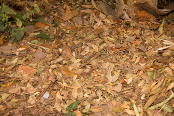 autumn leaves background