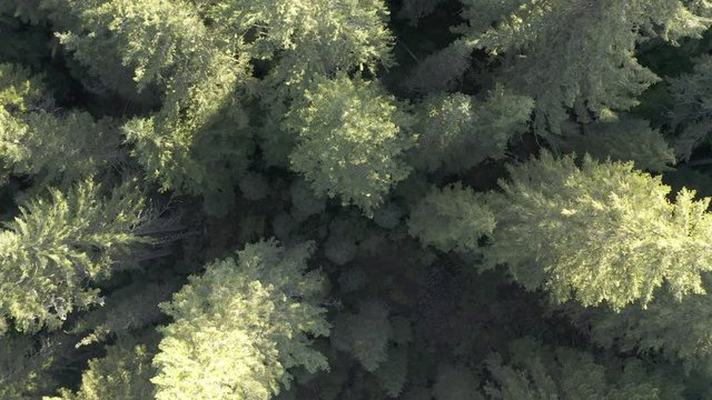 Aerial 4K HDR view looking down on pine trees in wilderness. Drone shot rising up above forest.