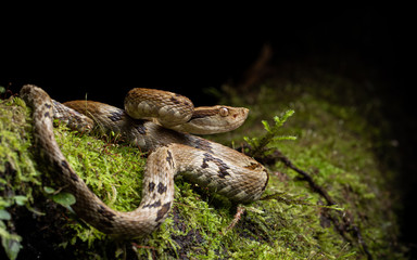 Fer-de-Lance