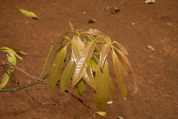 green plant in the desert