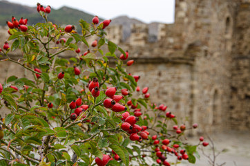 Mountain rose hips in the courtyard of an old fortress.