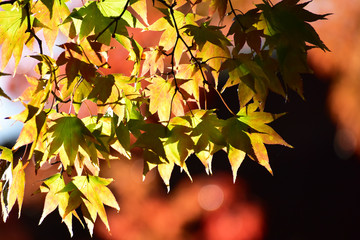 色づき始めたモミジ