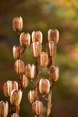 紅葉の中のオオウバユリの実