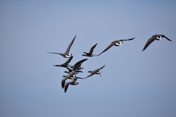 固まって飛ぶコクガン