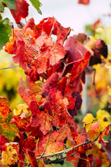  View of the vineyard of Champagne during autumn in the countryside of Reims in France