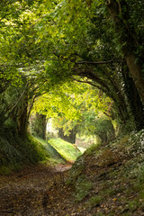 Halnaker tree tunnel in West Sussex UK with sunlight shining in. This is an ancient road which follows the route of Stane Street, the old London to Chichester road. 