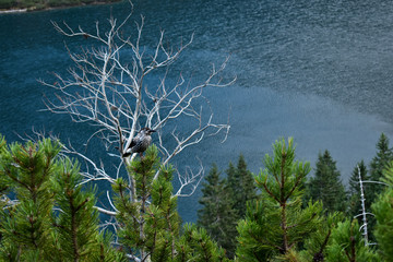 bird mountain lake trees autumn nature poland light  zakopane  sky green blue spring filds © Lika