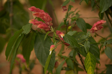 red flowers in garden