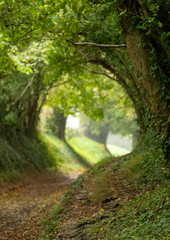 Obraz premium Halnaker tree tunnel in West Sussex UK with sunlight shining in. This is an ancient road which follows the route of Stane Street, the old London to Chichester road. 