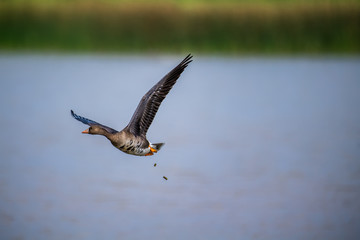 Greater White fronted Goose in Mai Po Nature Reserve, Hong Kong (Formal Name: Anser albifrons)
