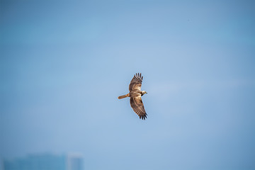 Eastern Marsh Harrier in Mai Po Nature Reserve, Hong Kong (Formal Name: Circus spilonotus)