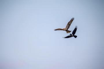 Eastern Marsh Harrier (Circus spilonotus) and Collared Crow (Corvus torquatus) in Mai Po Nature Reserve, Hong Kong