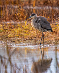 great blue heron