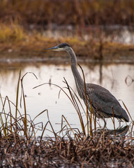 great blue heron 