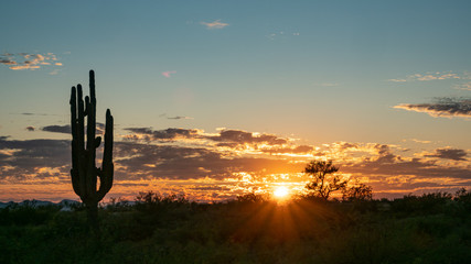 Saguaro 9