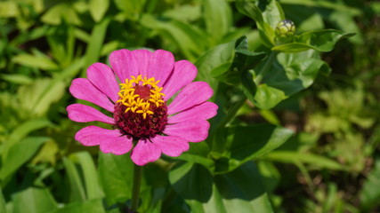 zinnia flower in garden field	