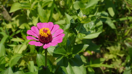 zinnia flower in garden field	