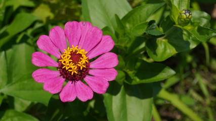 zinnia flower in garden field	