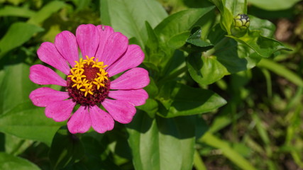 zinnia flower in garden field	