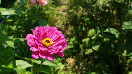 zinnia flower in garden field	