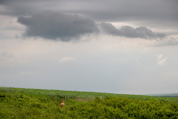 Prairie Storm Clouds Canada