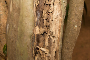 bark of a tree