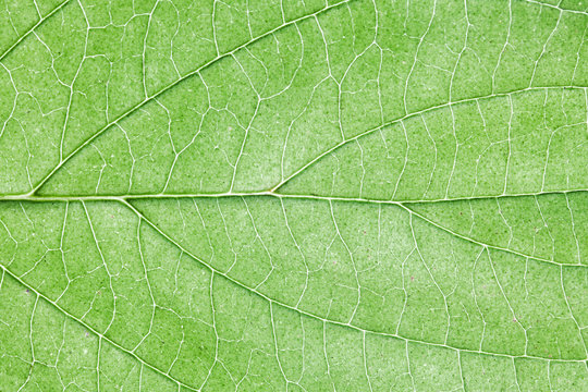 Fototapeta Green leaf veins texture. Natural enviroment vibrant pattern background.