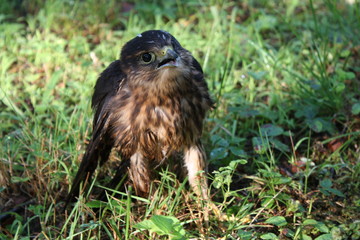 Falcon