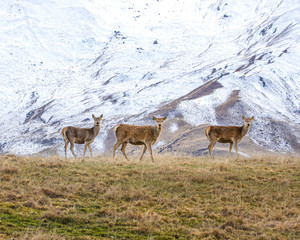 Wild deer andsnowy mountains