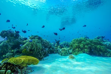 Fototapete Rund Korallenriff mit Fisch © sutiyono