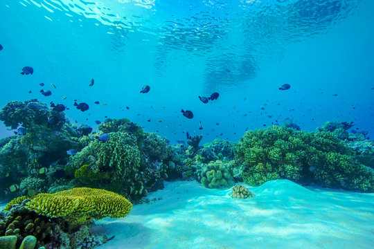 coral reef with fish