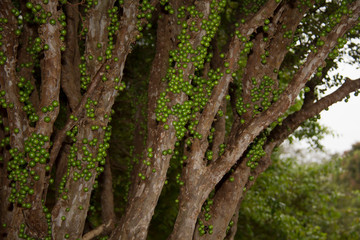 Obraz premium jabuticaba of a tree