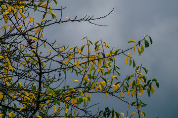 Closeup of tree leaves in autumn from France in late afternoon