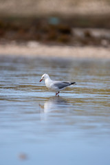 Rottnest Island Seagulls